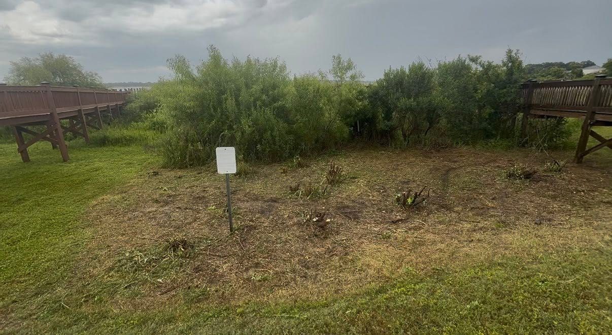Overgrown, weed-filled yard before brush clearing in Central Florida