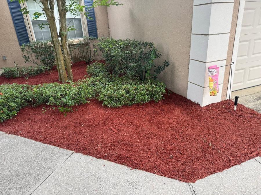 Red mulch installed in a foundation bed with the edge cut back clean.