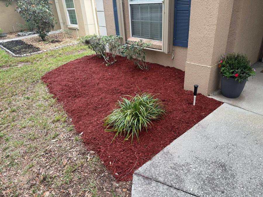 Red mulch spread around foundation shrubs