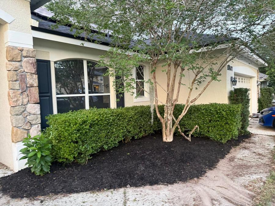 Shrubs trimmed back and a fresh bed of black mulch along the front of a home in The Villages